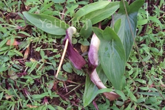 Typhonium flagelliforme